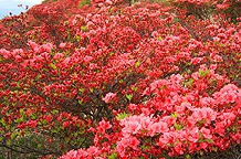 自然つつじ園