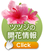 ツツジ開花状況